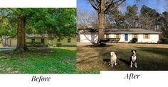 before and after photos of a dog sitting in front of a house on the lawn