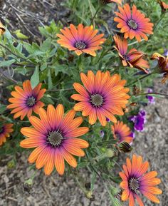 many orange and purple flowers in a garden