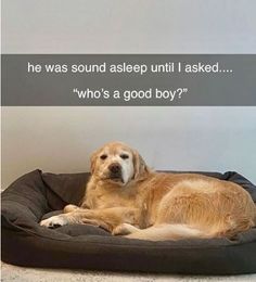 a dog laying on top of a bed with a quote above it that says he was sound asleep until i asked who's a good boy?