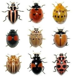 six different types of ladybugs in various colors and sizes on a white background