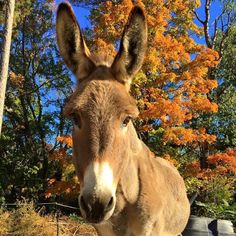 a donkey looking at the camera while standing in front of some trees with orange leaves