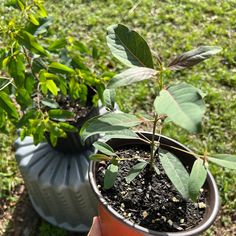 a hand holding a potted plant with dirt and leaves in it on the ground