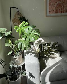 a living room filled with lots of different types of potted plants on top of a couch