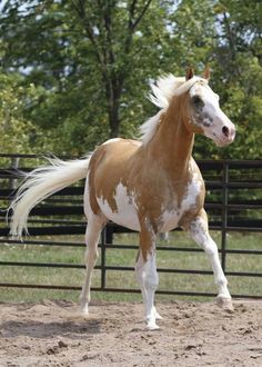 a brown and white horse standing in front of a black fence with trees in the background