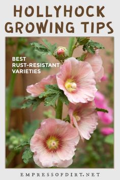 pink flowers with the words hollywood growing tips