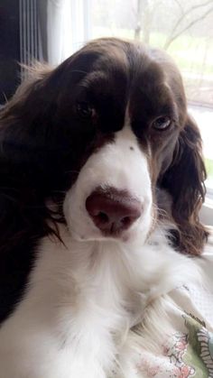 a brown and white dog sitting on top of a bed next to a window sill