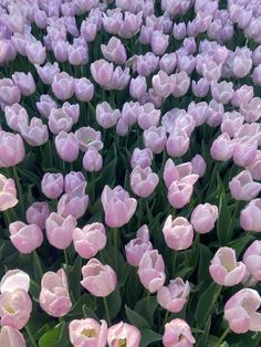 many pink tulips are growing in the field