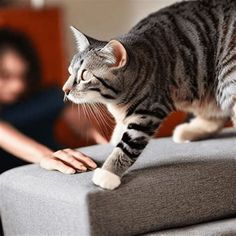 a cat standing on top of a gray couch next to a person in a living room