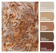 an image of the bark of a tree that is brown and has many different colors