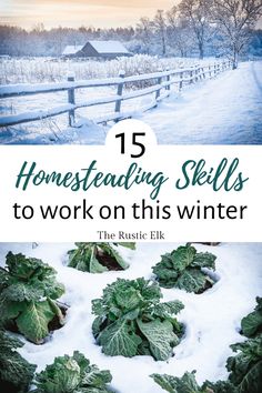 some green plants in the snow with text overlay that reads 15 homesteading skills to work on this winter