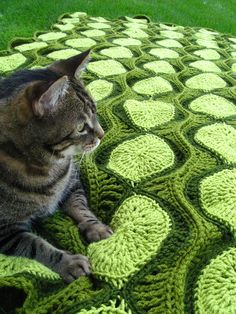 a cat sitting on top of a green crocheted blanket