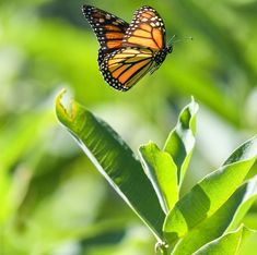 a butterfly that is flying in the air