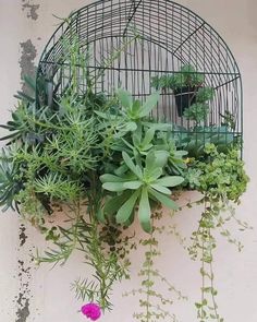 a birdcage filled with plants sitting on top of a white wall next to a pink flower