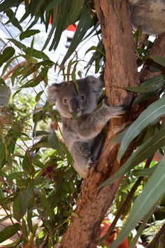 a koala bear climbing up the side of a tree