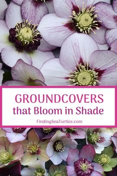 purple and white flowers with the words groundcovers that bloom in shade