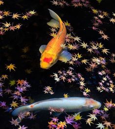 two koi fish swimming in an aquarium filled with star shaped plants and water lilies