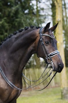 a brown horse standing on top of a lush green field