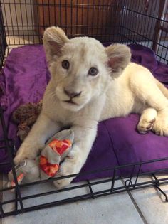 a white lion cub is laying on a purple pillow in a cage with stuffed animals