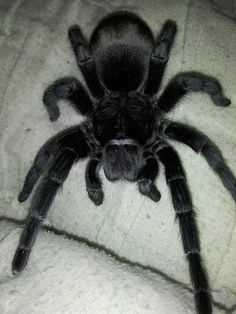 a large black spider sitting on top of a bed