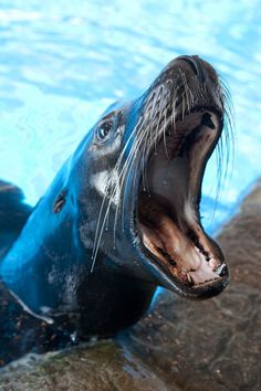 a seal with its mouth open in the water