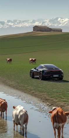 several cows are standing in the water near a car that is parked next to it