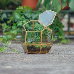 NCYP Close Geometric Glass Terrarium with Door Flower Terrarium, Unique Terrarium, Fern Flower, Creative Planter, Iron Planters, Plant Varieties, Terrarium Containers, Geometric Terrarium, Moss Terrarium