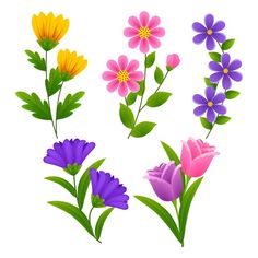 colorful flowers on a white background with green stems and purple, pink, yellow and orange flowers