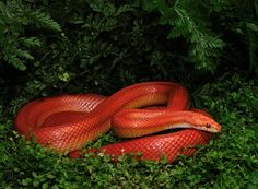 a red snake is curled up on the ground surrounded by green leaves and bushes,