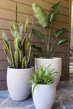 Potted Plants Patio, Idea Bedroom, Patio Plants, Outdoor Pots, Aesthetic White