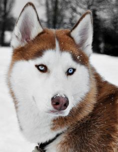 a husky dog with blue eyes sitting in the snow