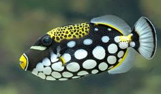 a black and yellow fish with white dots