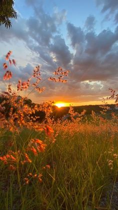 the sun is setting over a field with tall grass and flowers in front of it