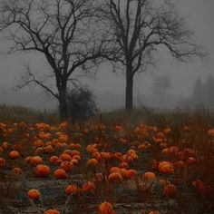 a field full of pumpkins with trees in the background on a foggy day