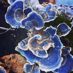 blue and white mushrooms growing on the ground