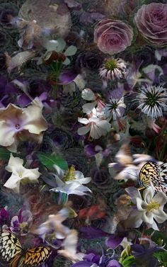 some flowers and butterflies flying around in the air with blurry images behind them on a black background