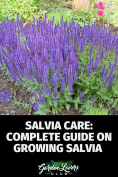 salvia care complete guide on growing salvia in the garden with text overlay