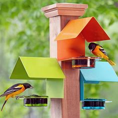 two birds are perched on colorful bird feeders