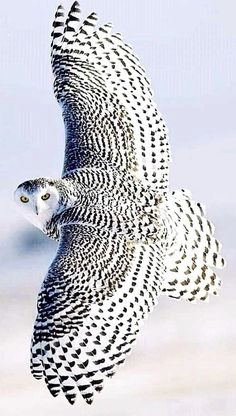 an owl flying through the air with its wings spread