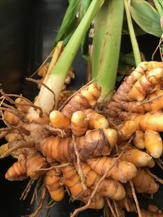 some very pretty yellow and green plants with long stems