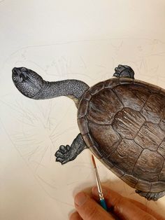 a drawing of a turtle being drawn by someone's hand with a pencil on it