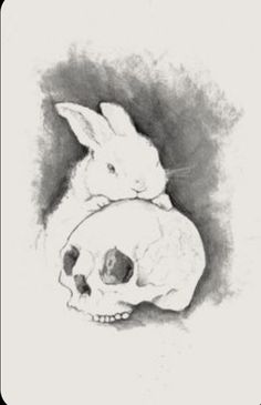 a drawing of a rabbit sitting next to a human skull