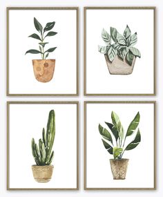 four watercolor paintings of plants in pots on white paper, each with green leaves