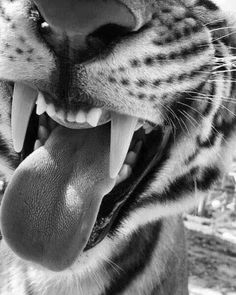 a black and white photo of a tiger's mouth with it's teeth wide open