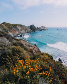 an ocean view with orange flowers growing on the shore