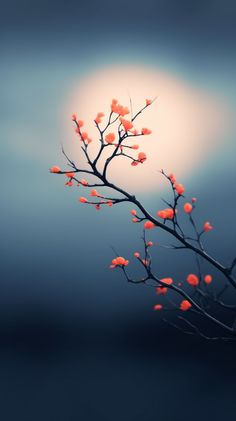 a branch with small orange flowers in front of a blue sky and the sun behind it