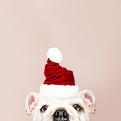 a dog with a santa hat on its head looking at the camera while standing in front of a pink background