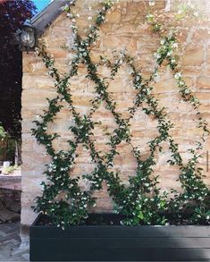 a planter filled with white flowers next to a stone wall covered in green vines