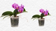 two vases with purple flowers in them against a white wall, one is empty and the other has green leaves