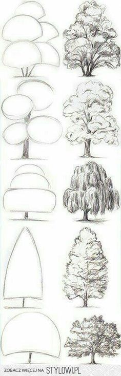 the different types of trees and their shapes are shown in this drawing lesson for kids