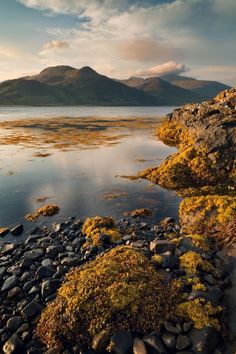 a rocky shore with moss growing on the rocks and mountains in the background at sunset